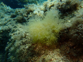 Brown algae forkweed or doubling weed (Dictyota dichotoma) undersea, Aegean Sea, Greece, Halkidiki, Kakoudia beach