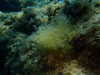 Brown algae forkweed or doubling weed (Dictyota dichotoma) undersea, Aegean Sea, Greece, Halkidiki, Kakoudia beach