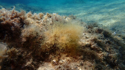 Brown algae forkweed or doubling weed (Dictyota dichotoma) undersea, Aegean Sea, Greece, Halkidiki, Kakoudia beach