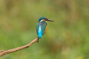 Eisvogel