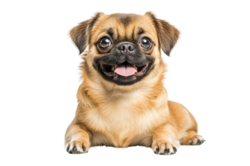 Happy and playful dog with a joyful expression, sitting on a white background.