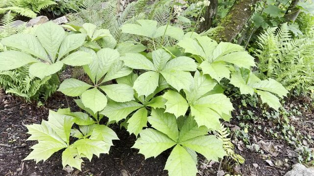 Chestnut-leaved, Rodgersia, aesculifolia