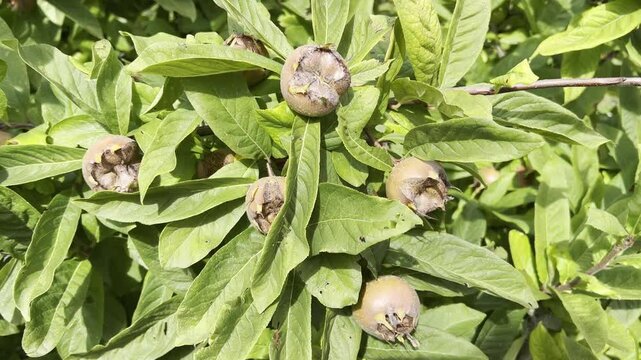 Medlar, Mespilus, germanica