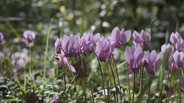 Close-up view of cyclamen in autumn