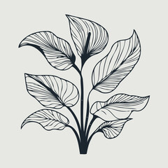 set of contour spring flowers Spathiphyllum
line art floral, leaves
black and white illustration Anthurium
set of decorative elements of plants stylized Aglaonema, Calla