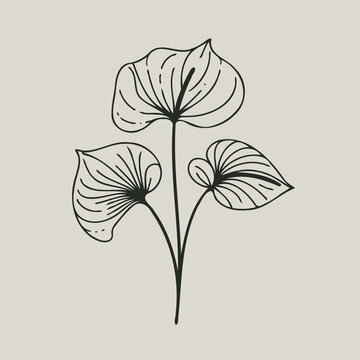 recommend clip art: set of contour spring flowers Spathiphyllum
                    line art floral, leaves
                    black and white illustration Anthurium
                    set of decorative elements of plants stylized Aglaonema, Calla