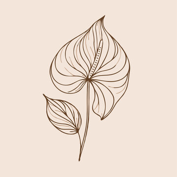 brown line art anthurium flower clip art preview