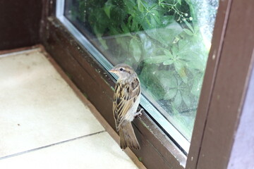 A sparrow that has flown indoors is perched inside a house