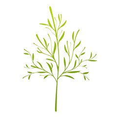 Abstract plant, grass over white background