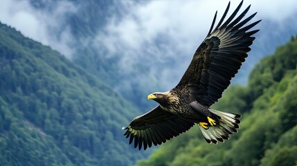 Obraz premium A majestic eagle soars through the air, with its wings outstretched against a backdrop of misty mountains and lush green trees.