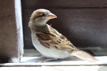 A sparrow that has flown indoors is perched inside a house