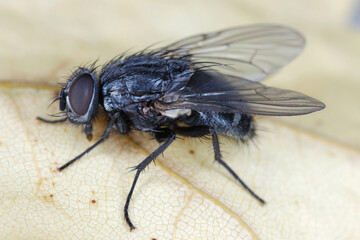Common housefly, Musca domestica, Muscidae, closeup detail.