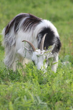 mouton, ch&egrave;vre, caprin, caprinid&eacute;, herbier, blanc, t&acirc;che, corne, 