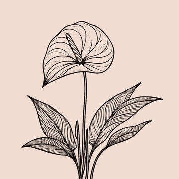 black and white anthurium plant drawing clip art preview