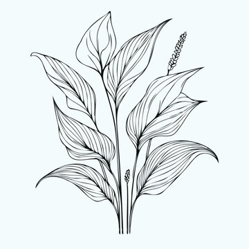 recommend clip art: Adobe Illustrator Artwork
                    set of contour spring flowers Spathiphyllum
                    line art floral, leaves
                    black and white illustration Anthurium
                    set of decorative elements of plants stylized Aglaonema, Calla