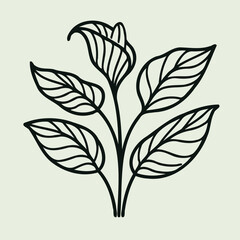 Adobe Illustrator Artwork
set of contour spring flowers Spathiphyllum
line art floral, leaves
black and white illustration Anthurium
set of decorative elements of plants stylized Aglaonema, Calla