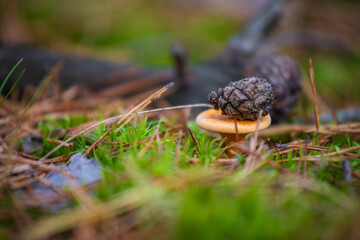 mushrooms in the forest