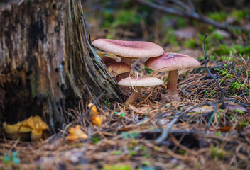 mushroom in the forest