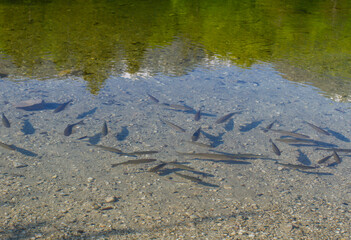 Transparent and clean water in a reservoir. At the bottom of which fish are visible. Ecology concept. Protection of water resources.