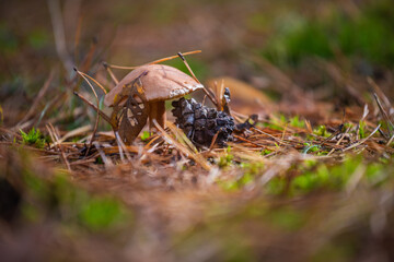 mushroom in the grass