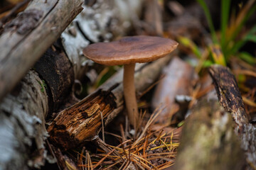 mushroom in the forest