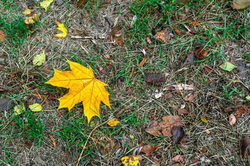 Yellow maple leaf on the forest ground. Autumn maple leaf on the grass