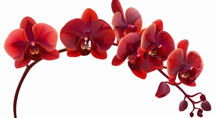 A vibrant branch of red orchids with delicate petals and a deep, rich color isolated on a white background.