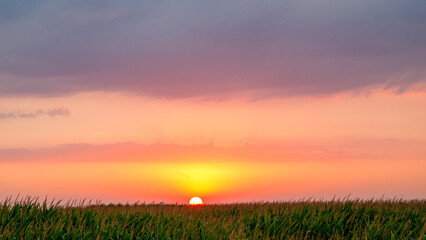 Cornfield sunset