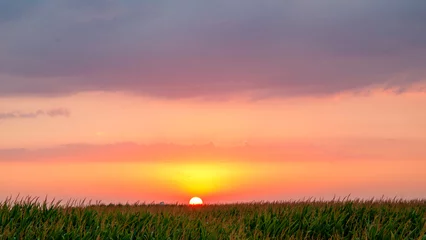 Fototapete Cornfield sunset © Hyggepix
