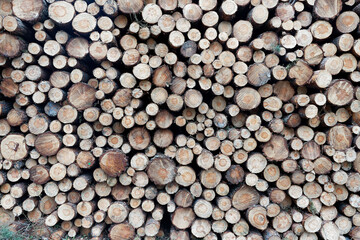 Exploitation forestière