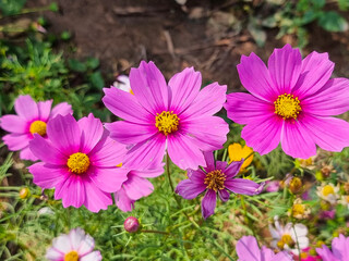 fresh group of beautiful mix pink purple cosmos flower yellow pollen blooming in natural botany garden park