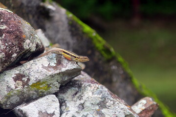 lizard on the stone