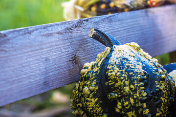 Closeip of decorative multicolored pumpkin or gourd in green and yellow tones and with unique texture laying in the wooden crate. Halloween or Thanksgiving decoration. Selective focus
