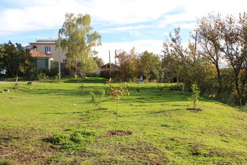 A grassy area with trees and buildings in the background