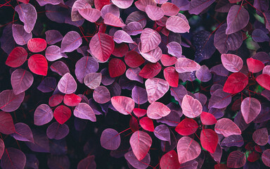 Leaf Background Full Color