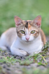 Cute cat with sharp eyes