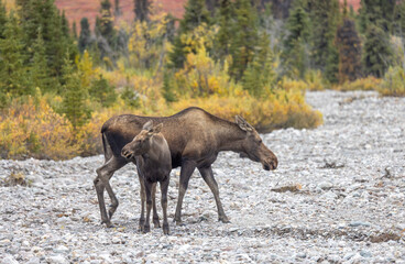 Alaska Yukon Cow and Calf Moose in Denali National Park Alaska in Autumn
