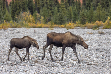 Alaska Yukon Cow and Calf Moose in Denali National Park Alaska in Autumn