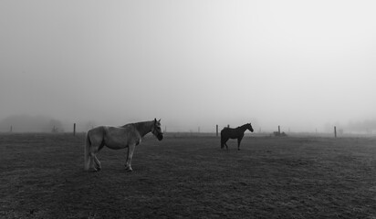 horses on the pasture in glooming morning mist
