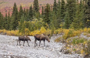 Alaska Yukon Cow and Calf Moose in Denali National Park Alaska in Autumn
