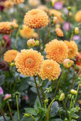 Orange ball dahlias in a garden. Dahlia classification group 6.