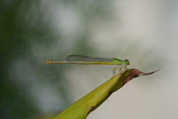 close up of a green damselfly sitting on a leaf with beautiful eyes and wings