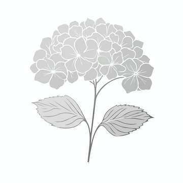 recommend clip art: Adobe Illustrator Artwork
                    set of contour spring flowers Geranium
                    line art floral, leaves
                    black and white illustration Hydrangea
                    set of decorative elements of plants stylized Rhododendron