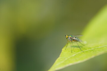 Close-up of a colourful long-legged fly sitting on a leaf with shining body and eyes