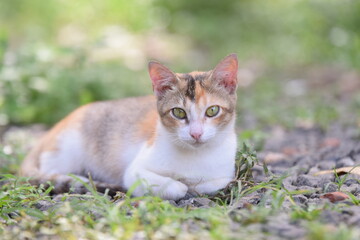 Cute cat with sharp eyes