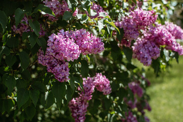 Lilac (Syringa) branches with blossom gentle purple flowers on green blurred bacground