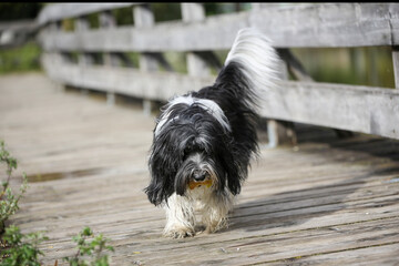 Schapendoes-PON Mix running on wooden walkway