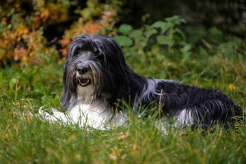 Schapendoes-PON Mix lying in front of autumn shrub