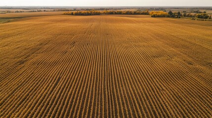 Naklejka premium Aerial View of a Harvested Field with Rows of Crops
