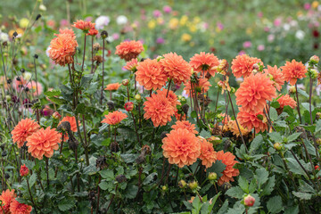 Group of orange-red decorative dahlias in a field for cut-flowers.
